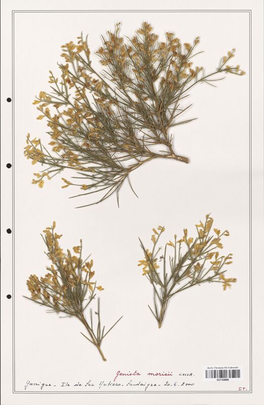 Genista morisii  (Fabaceae)