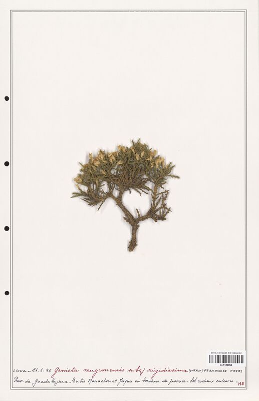 Genista mugronensis  (Fabaceae)