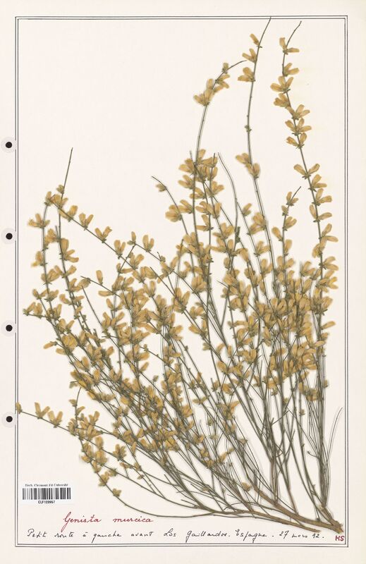 Genista mursica  (Fabaceae)