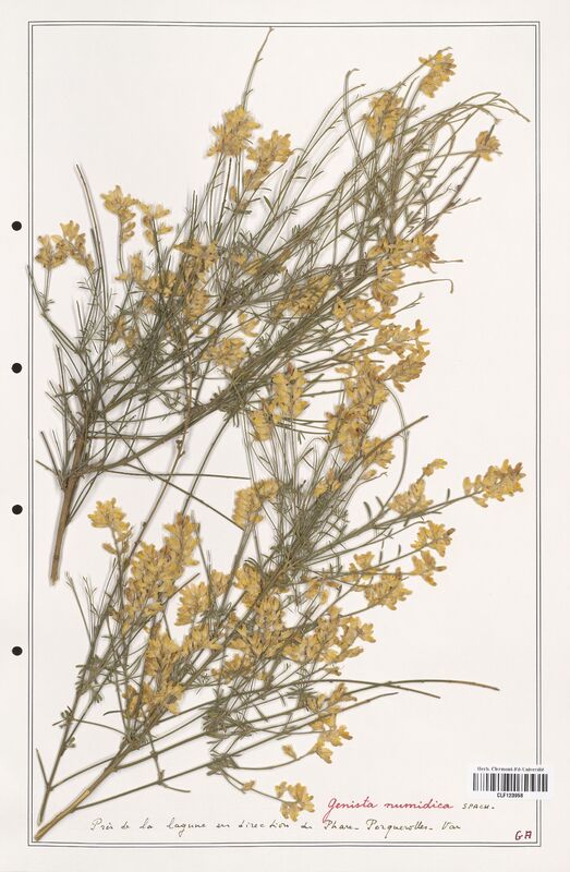 Genista numidica  (Fabaceae)