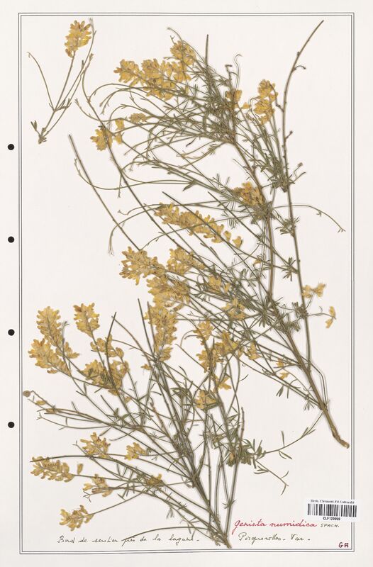Genista numidica  (Fabaceae)