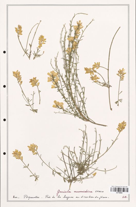 Genista numidica  (Fabaceae)