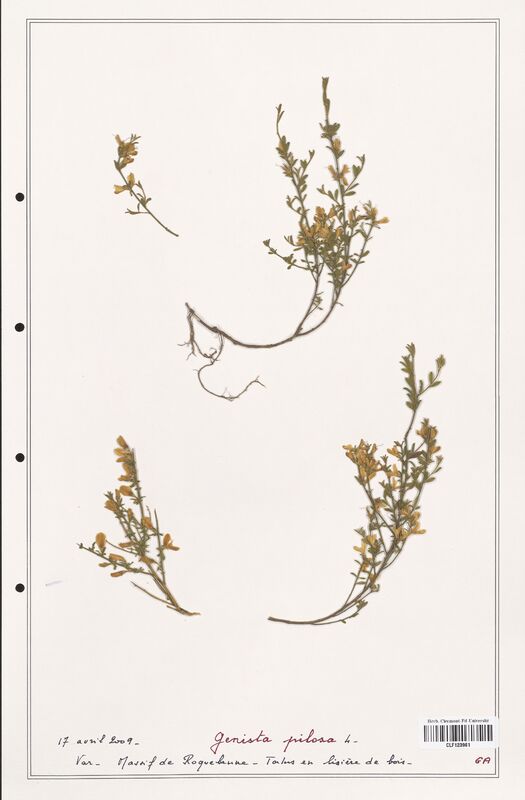 Genista pilosa  (Fabaceae)