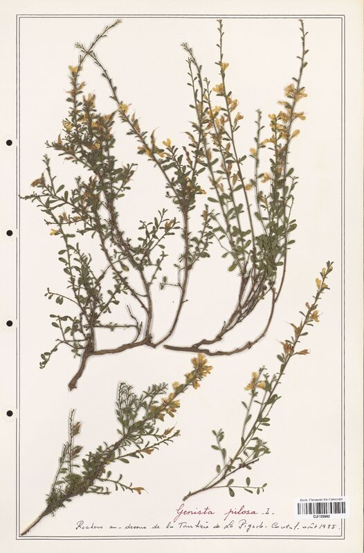 Genista pilosa  (Fabaceae)