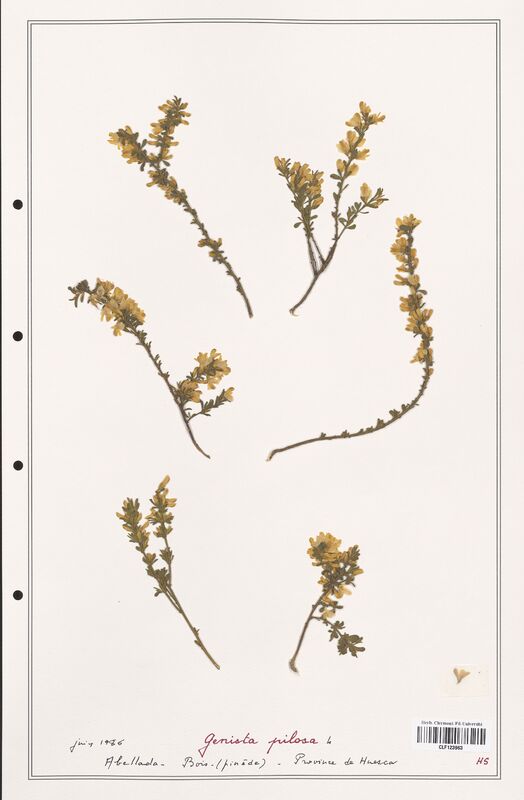 Genista pilosa  (Fabaceae)