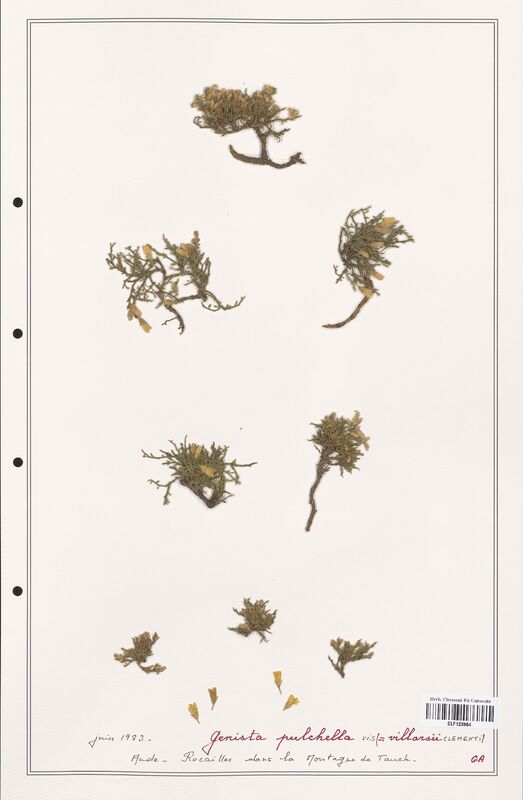 Genista pulchella  (Fabaceae)