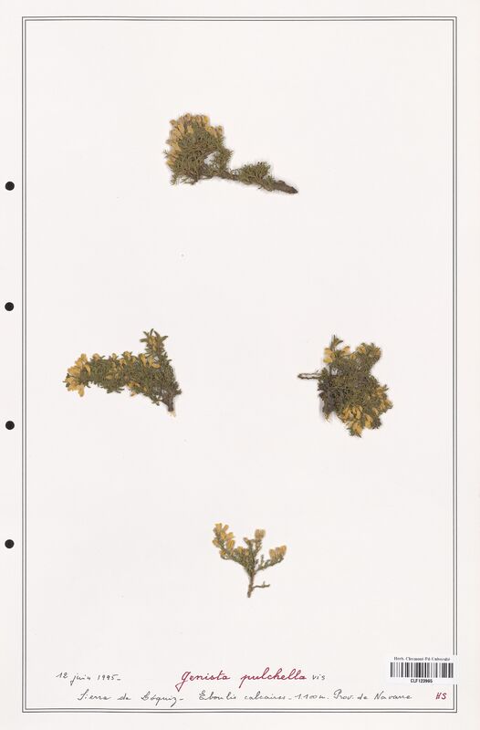 Genista pulchella  (Fabaceae)