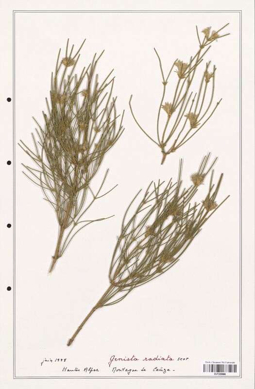 Genista radiata  (Fabaceae)