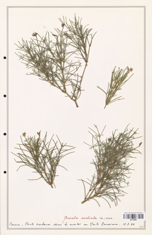 Genista radiata  (Fabaceae)