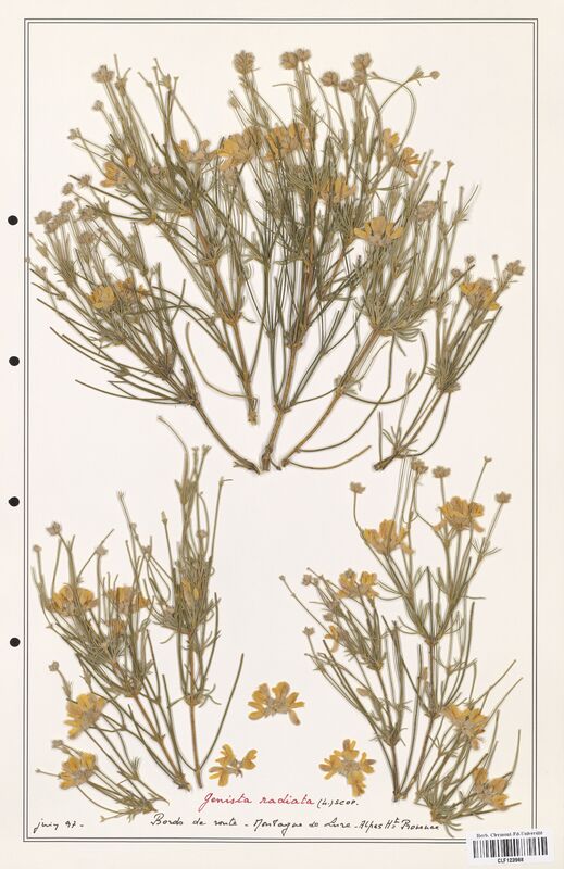 Genista radiata  (Fabaceae)