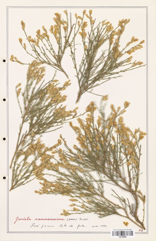 Genista ramosissima  (Fabaceae)