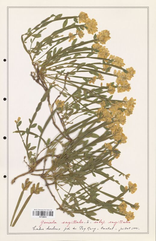 Genista sagittalis  (Fabaceae)