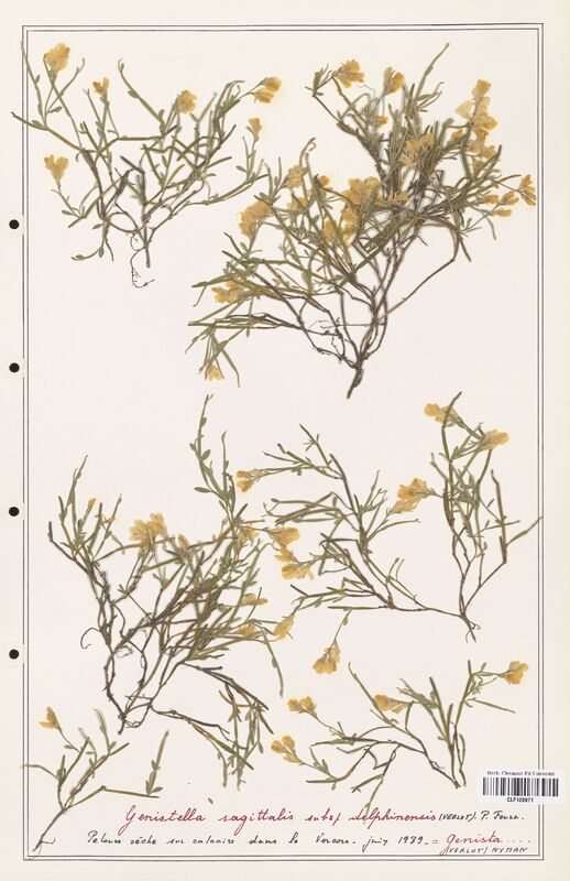 Genista sagittalis  (Fabaceae)