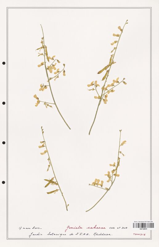 Genista saharae  (Fabaceae)