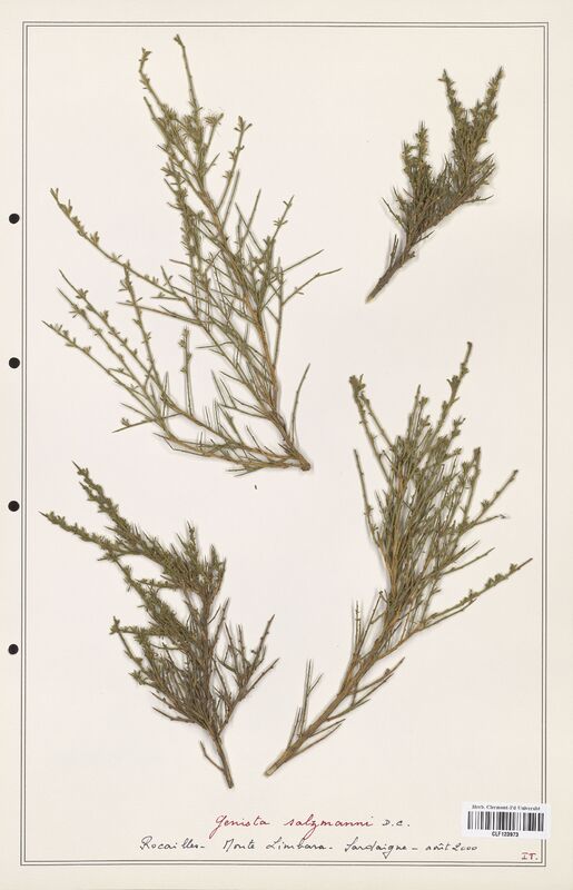 Genista salzmanni  (Fabaceae)