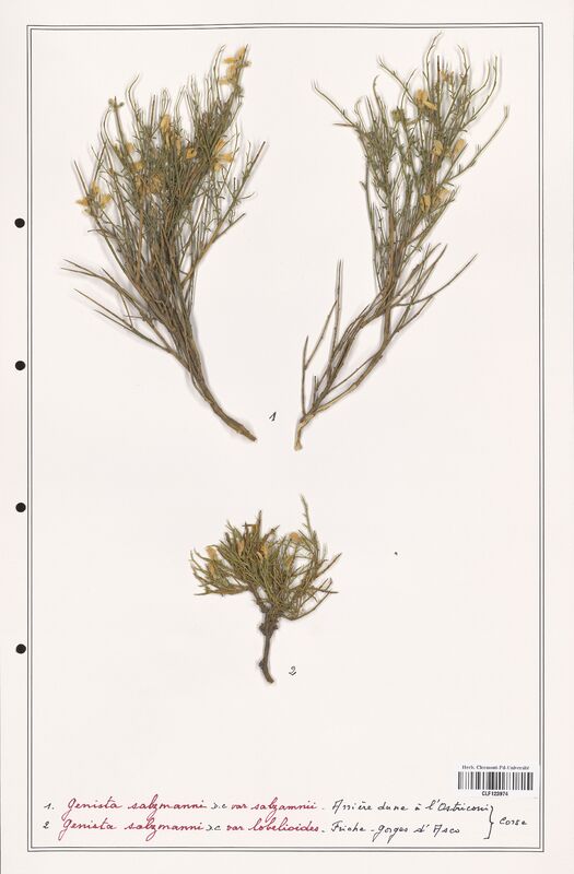 Genista salzmanni  (Fabaceae)