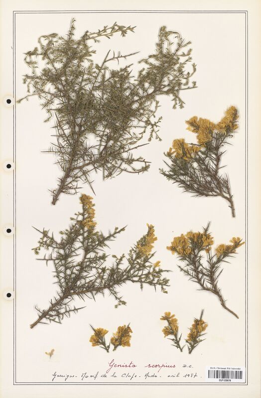 Genista scorpius  (Fabaceae)