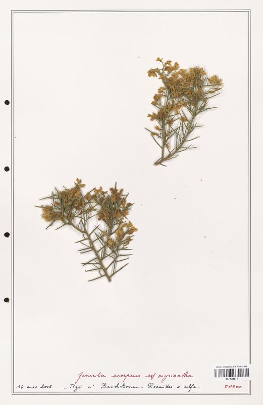 Genista scorpius  (Fabaceae)