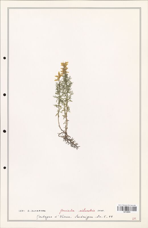 Genista silvestris  (Fabaceae)