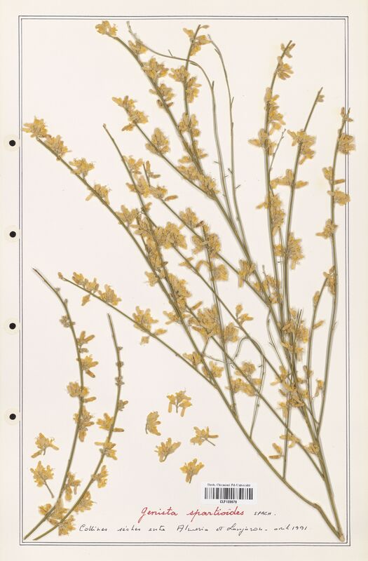 Genista spartioides  (Fabaceae)