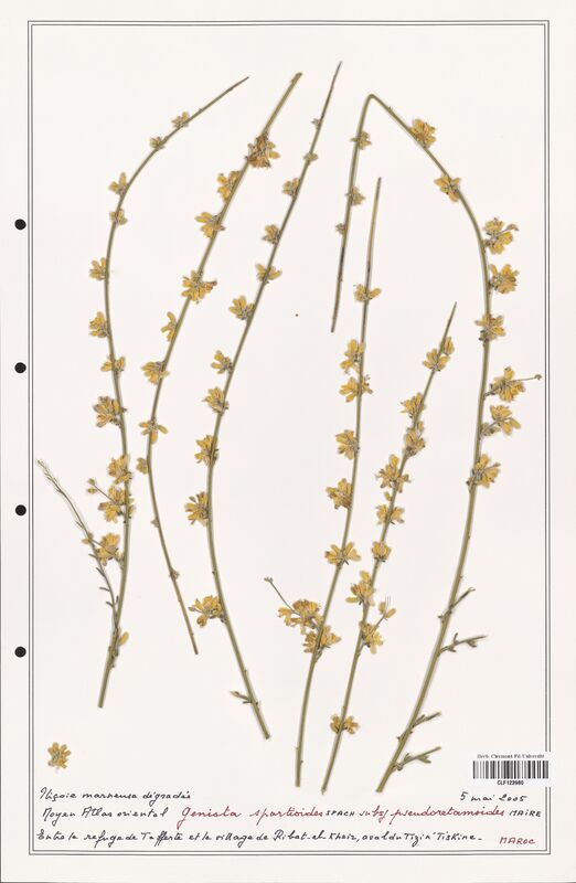 Genista spartioides  (Fabaceae)