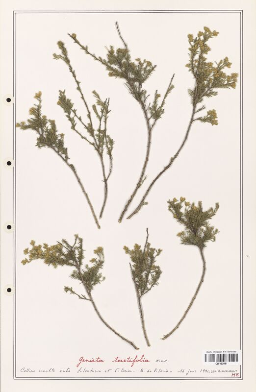 Genista teretifolia  (Fabaceae)