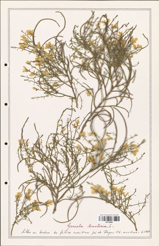 Genista tinctoria  (Fabaceae)