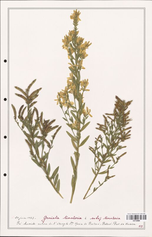 Genista tinctoria  (Fabaceae)