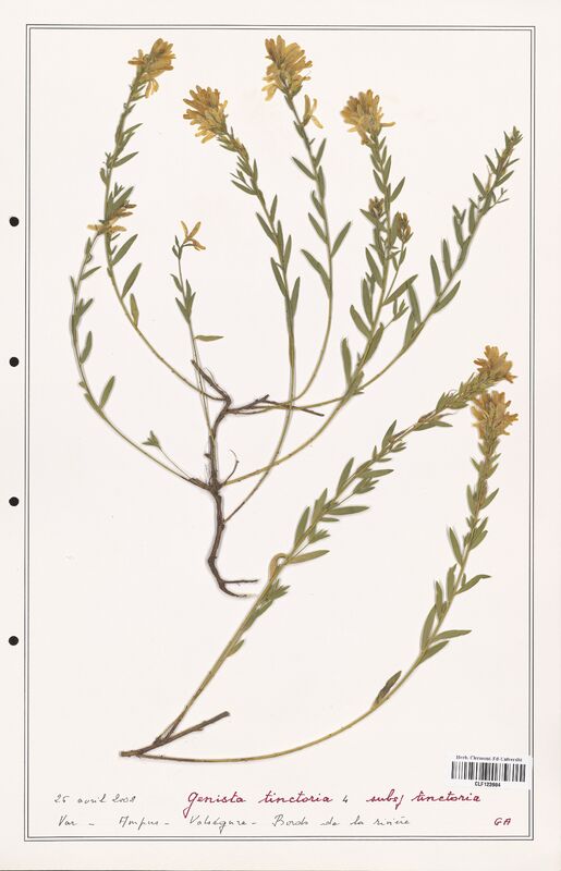 Genista tinctoria  (Fabaceae)