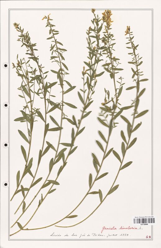 Genista tinctoria  (Fabaceae)