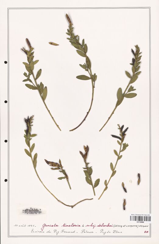 Genista tinctoria  (Fabaceae)