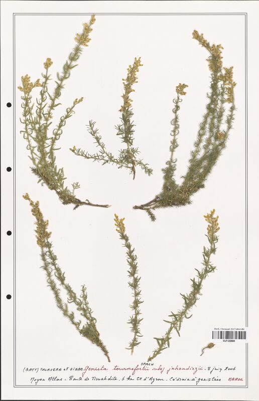 Genista tournefortii  (Fabaceae)