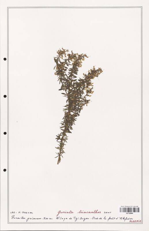 Genista triacanthos  (Fabaceae)