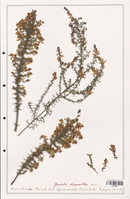 Genista triacanthos  (Fabaceae)