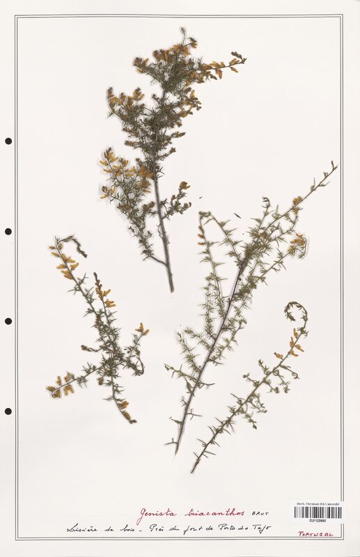 Genista triacanthos  (Fabaceae)