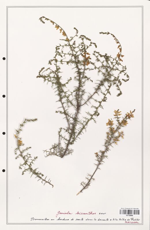 Genista triacanthos  (Fabaceae)