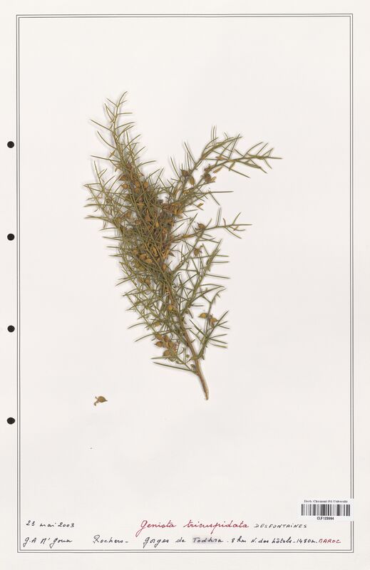 Genista tricuspidata  (Fabaceae)