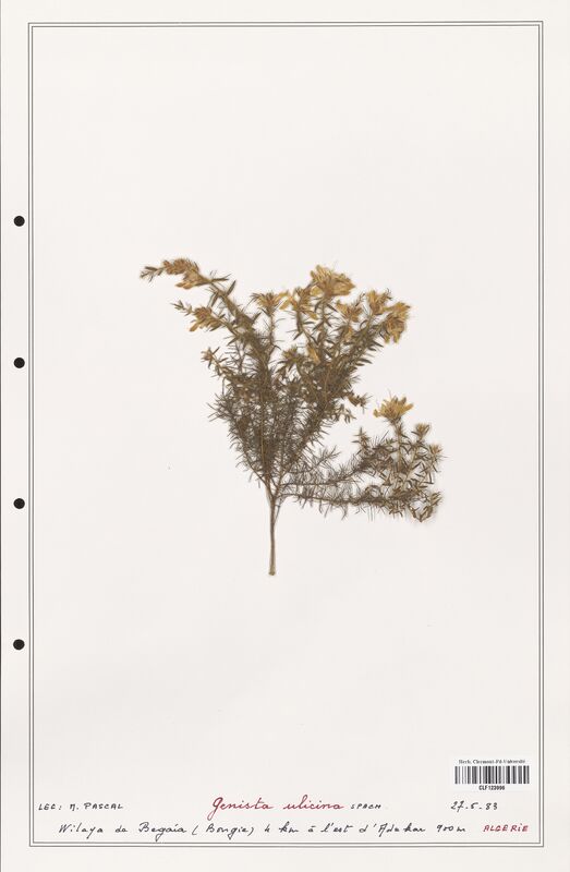 Genista ulicina  (Fabaceae)