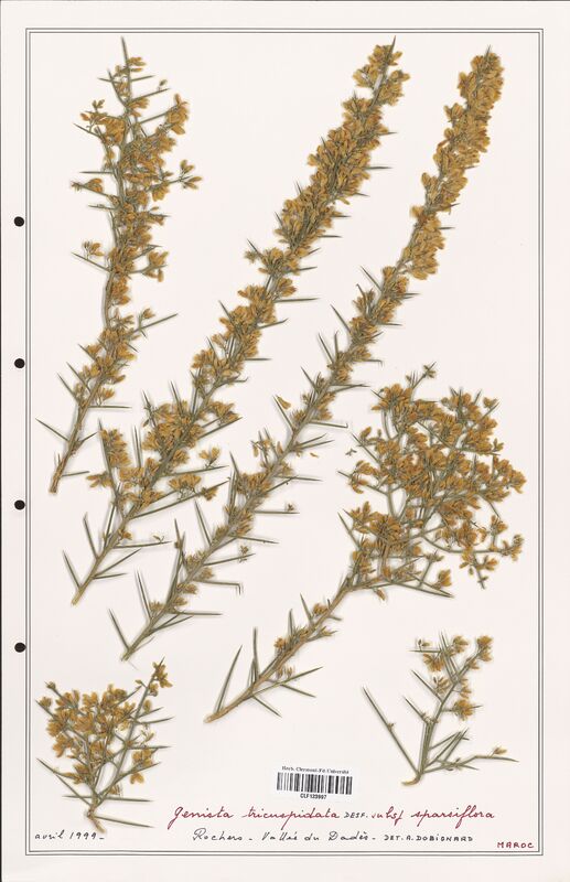 Genista tricuspidata  (Fabaceae)