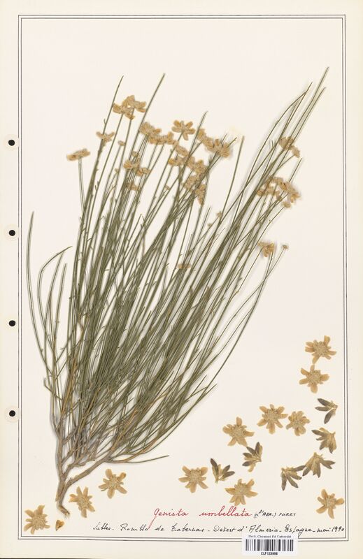 Genista umbellata  (Fabaceae)