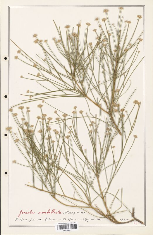 Genista umbellata  (Fabaceae)