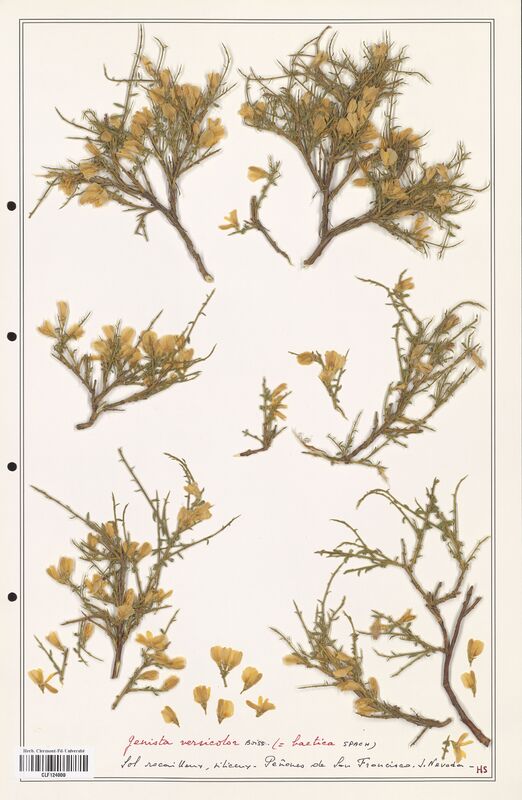 Genista versicolor  (Fabaceae)