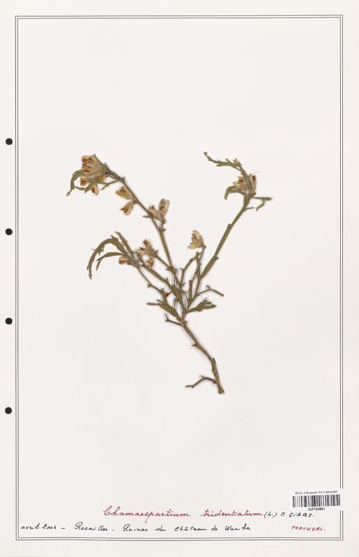 Chamaespartium tridentatum  (Fabaceae)