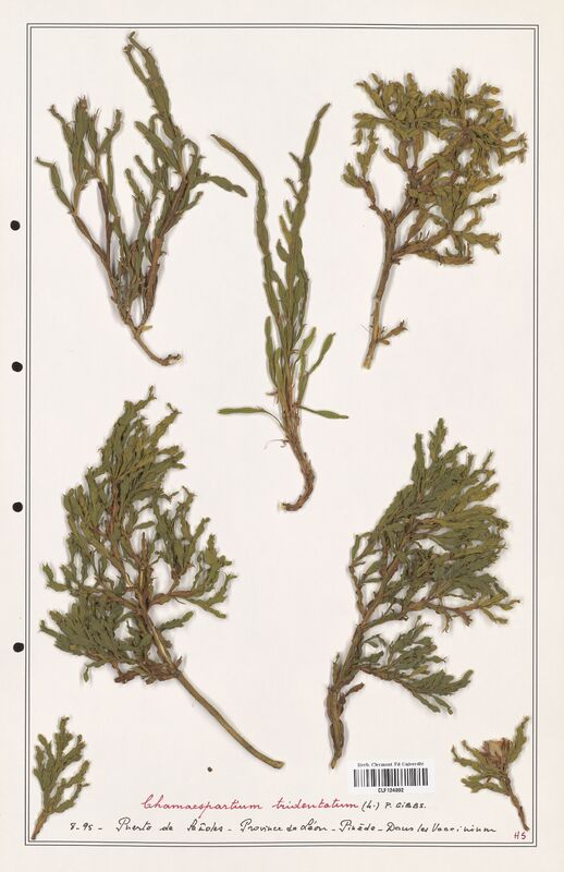 Chamaespartium tridentatum  (Fabaceae)