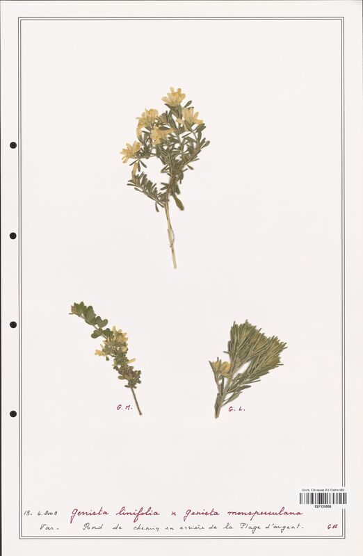 Genista linifolia  (Fabaceae)