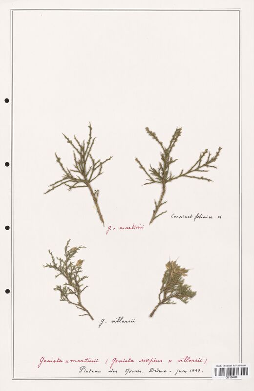 Genista martinii  (Fabaceae)