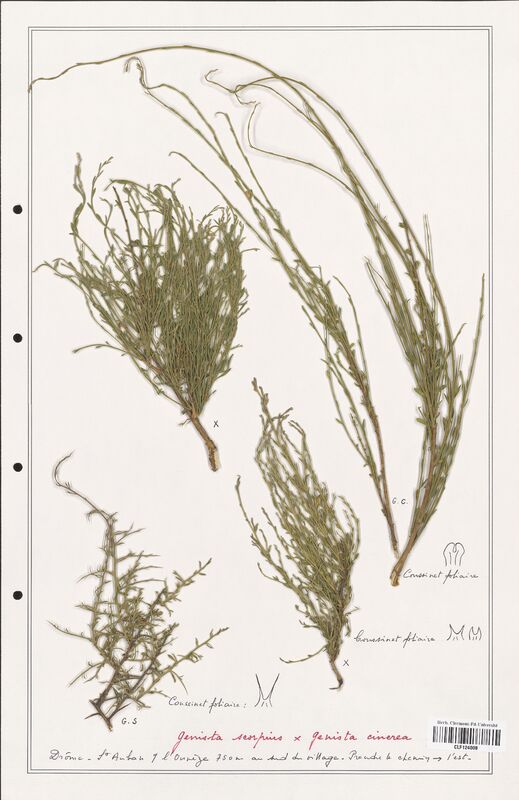 Genista scorpius  (Fabaceae)