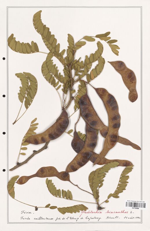 Gledischia triacanthos  (Fabaceae)