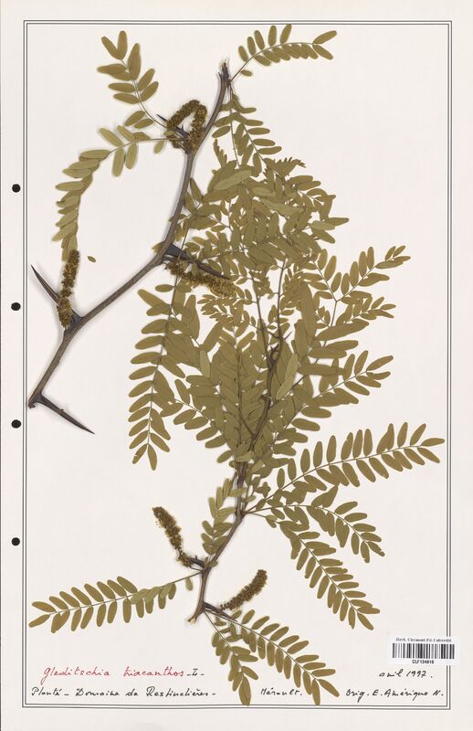 Gledischia triacanthos  (Fabaceae)