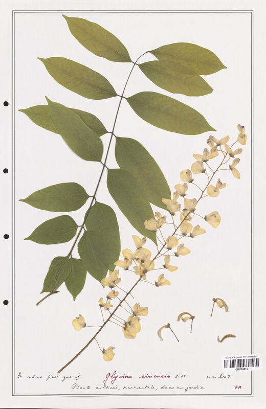 Glycine sinensis  (Fabaceae)